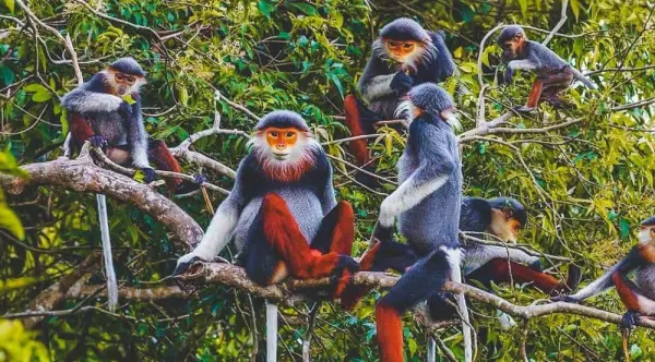 Cuc Phuong national park