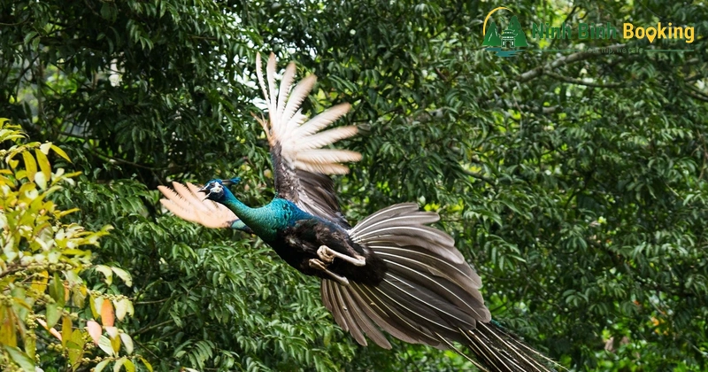 Animal conservation in Cuc Phuong forest