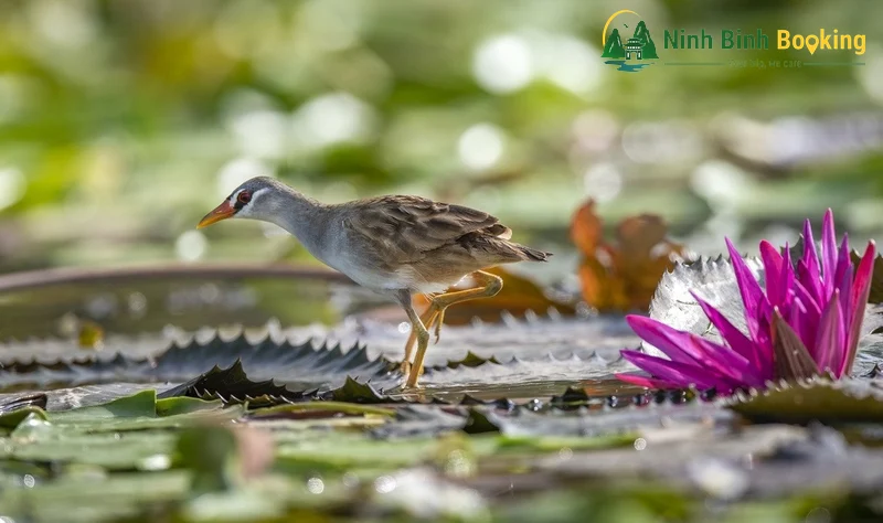Chim nước mày trắng