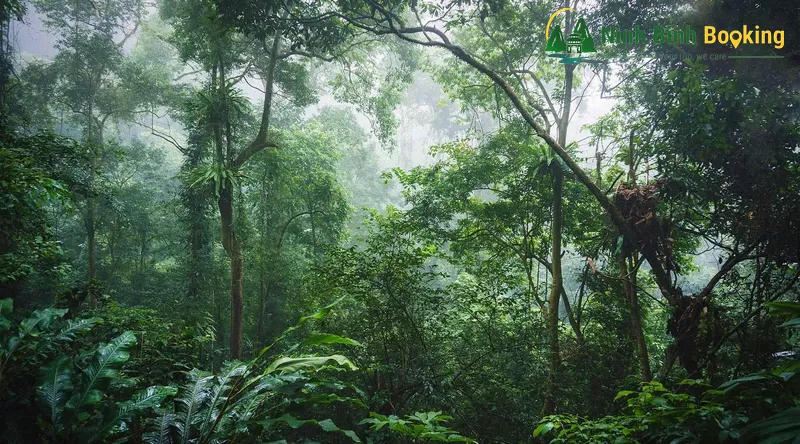 Cuc Phuong Forest - The Green Lung of the North