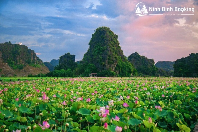 Đầm sen hang múa mùa hoa nở