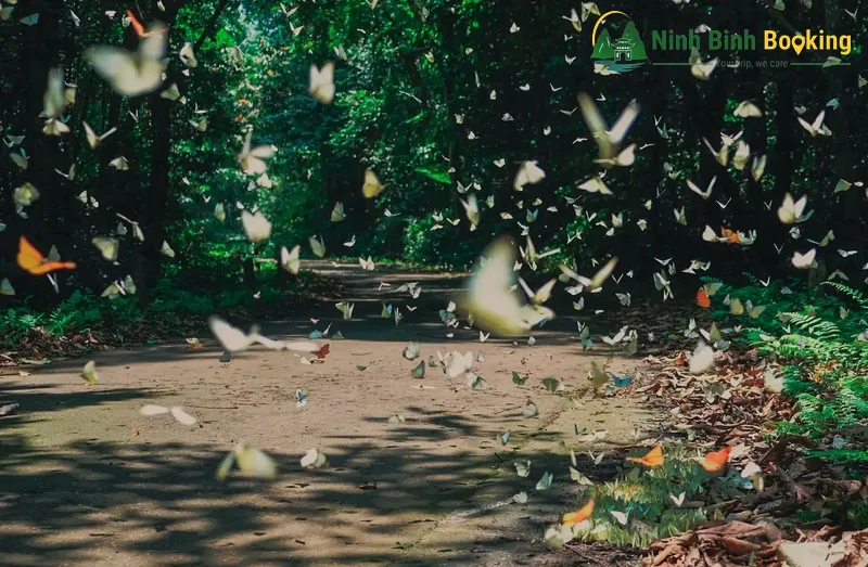Cuc Phuong Forest in butterfly season.