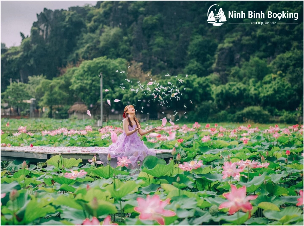 Đầm sen nổi tiếng tại Hang Múa Ninh Bình vào mùa sen nở
