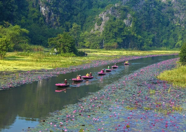 Dòng sông Sào Khê được tô điểm thêm sắc tím của hoa súng vào mùa thu