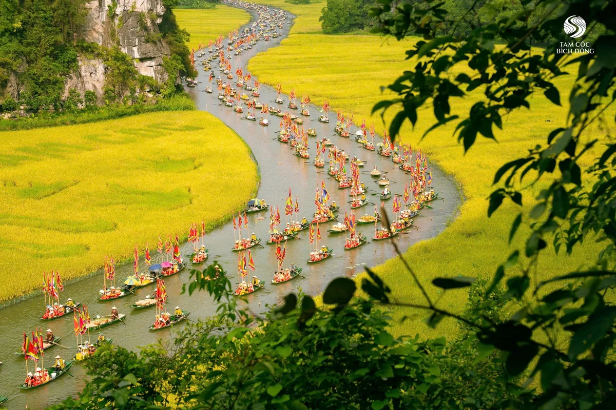 Những ruộng lứa ch&iacute;n t&ocirc; điểm sắc v&agrave;ng cho Tam Cốc
